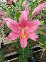 [4344 Monferrato VH No02.JPG]